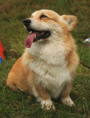 457px-Welsh_corgi_pembroke_22pl