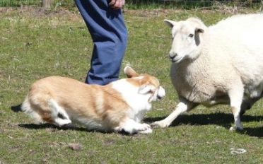 Herding_2013_3_small